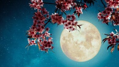 ¿Qué es una luna de flores? 8 luna de flores-oknoticias
