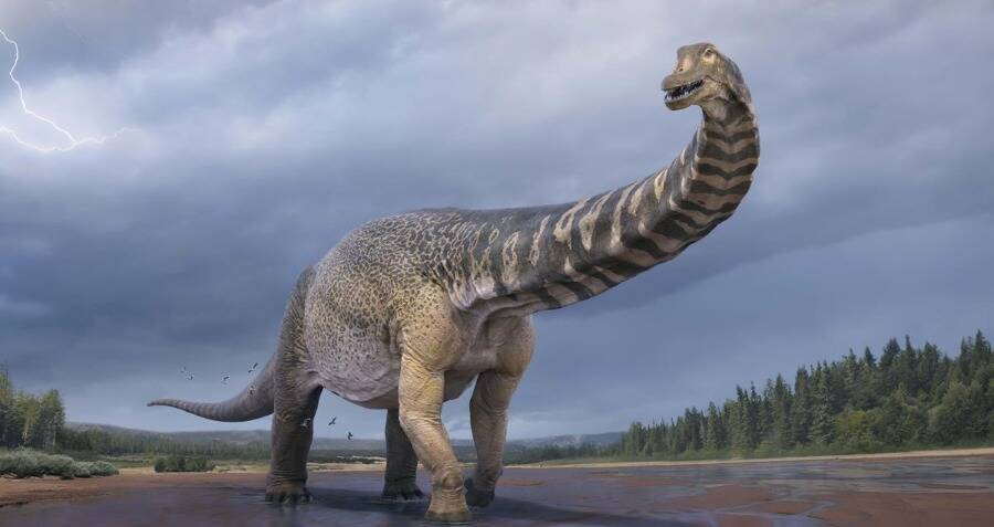 Las especies de dinosaurios encontradas en Australia eran mas largas