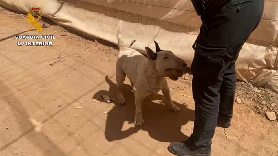 Two separate arrests for alleged animal abuses and abandonment in Castillo del Romeral and in Agüimes