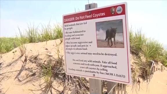 Coyote muerde a un nino en la popular playa de