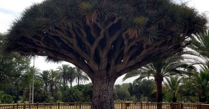 The largest dragon tree in Europe is in Cadiz province