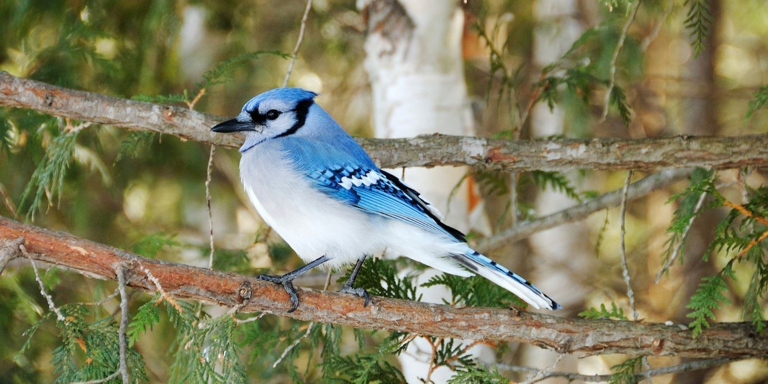 Facts about blue jay birds