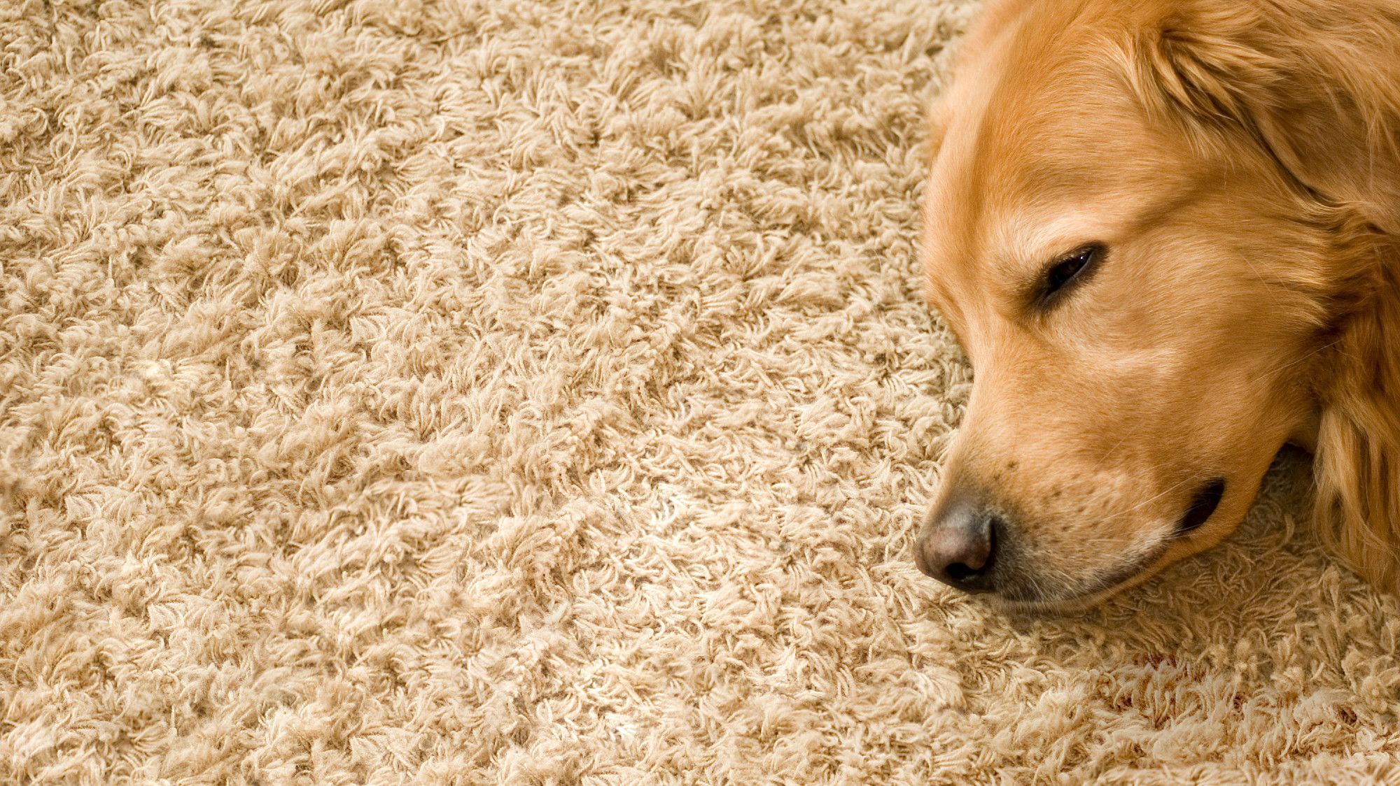 Como arreglar una alfombra que tu gato o perro ha