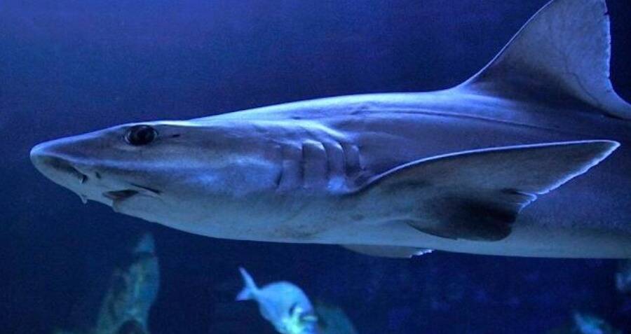 El nacimiento de Virgo de Smoothhound Shark en un tanque