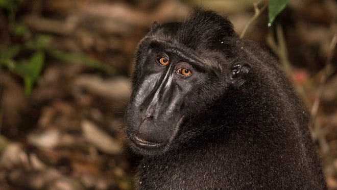 Los gorilas en el zoologico de Atlanta dan positivo a