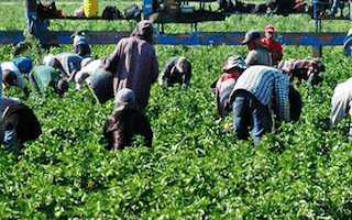 GRA trabajadores agrícolas inmigrantes