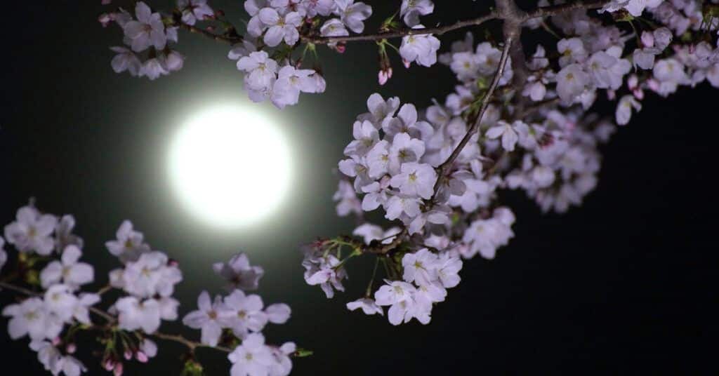 flores-luna