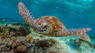 9 hechos satisfactorios sobre la tortuga marina 1 The Fact Site