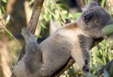Cientos de koalas australianos reciben la vacuna contra la clamidia