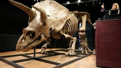 El triceratops más grande del mundo se vende en París por 7,7 millones de dólares 11 El triceratops mas grande del mundo se vende en Paris