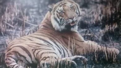Shere Khan: Moncada -