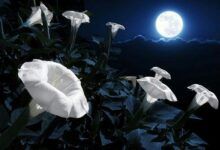 flores-luna