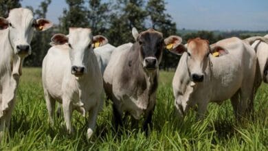 ¿Donde esta la carne La prohibicion de la carne en