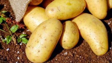 10 hechos profundos sobre las papas 3 The Fact Site