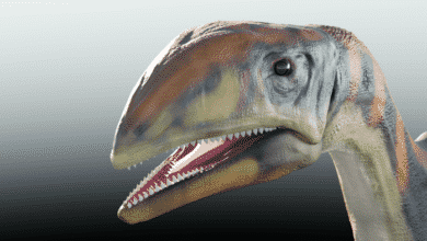 Descubierto el primer dinosaurio conocido vago por Groenlandia hace 214