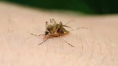 Gobierno de Delhi en alerta por casos de Zika en