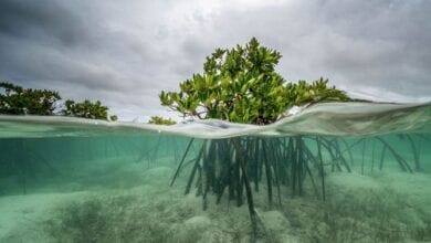 Las imágenes cambian la forma en que vemos los océanos.