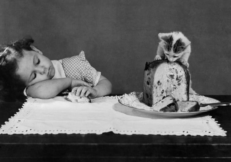 Cuando el niño dormía, un gato agarró el pastel de frutas con sus patas.
