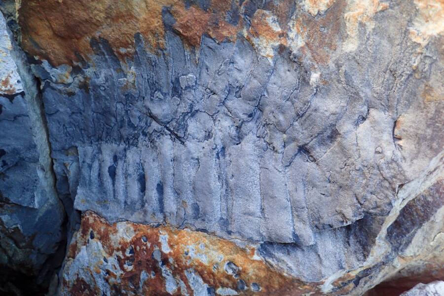 Huellas de milpiés gigantes en la pared de roca