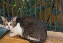 Campaña de adopción de gatos en Palma de Mallorca