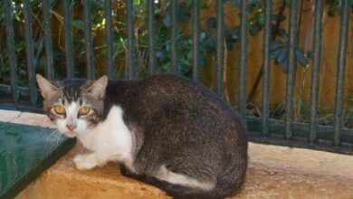 Campaña de adopción de gatos en Palma de Mallorca