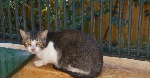 Campaña de adopción de gatos en Palma de Mallorca