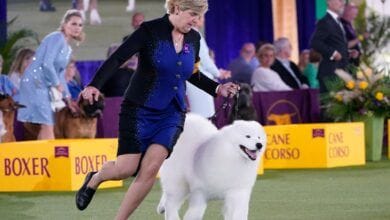Virus pospone la exposicion canina anual del Westminster Kennel Club