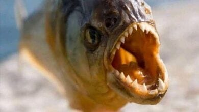 Ola de salvajes ataques de pirañas deja más de 20 heridos y 4 muertos en menos de una semana 11 Ola de salvajes ataques de pirañas deja más de 20 heridos y 4 muertos en menos de una semana