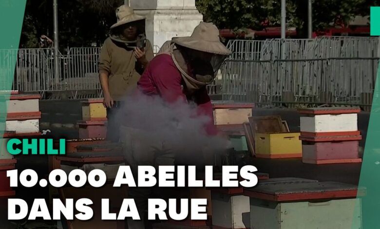 En Chile estos apicultores exhiben sus abejas