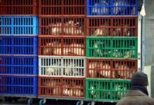 Más de un millón de animales podrían ser sacrificados por la gripe aviar (foto...