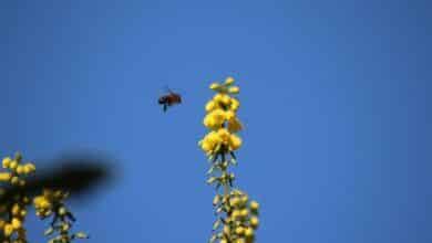 Las abejas confundidas son testigos vivos de la naturaleza en peligro de extinción - Blog 1 Para ellos, todas las fechas de floración son mucho más tempranas, al igual que la cosecha, lo que les permite pasar un largo verano con poca o ninguna floración y producción de polen y néctar, lo que hacen muchos otros