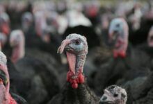 Murcia impone restricciones por gripe aviar tras la muerte de