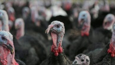 Murcia impone restricciones por gripe aviar tras la muerte de varias aves en el norte de España 16 Murcia impone restricciones por gripe aviar tras la muerte de