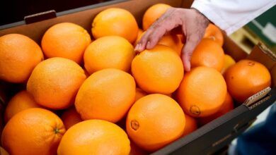 Supermercado español exprime naranjas de la Costa Blanca, los productores dicen 'sucias'