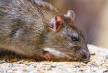 ratonMira el momento en que los roedores causan el caos