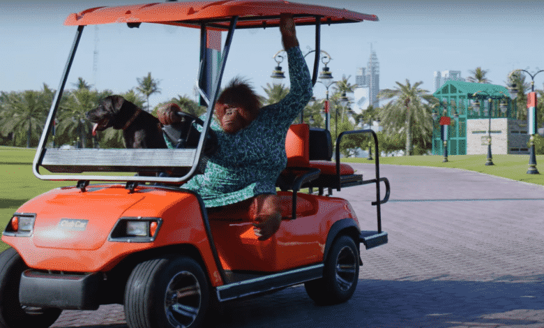Este orangutan realmente conduce un carrito de golf