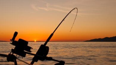 Revelado: Lo que hace de Valencia, España, el mejor destino de pesca en Europa 8 Revelado: Lo que hace de Valencia, España, el mejor destino de pesca en Europa