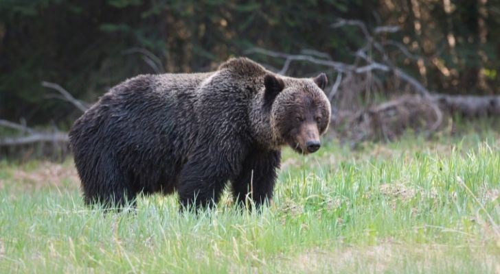 Un oso grizzly de aspecto feroz
