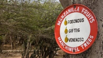 Por qué el árbol Mancini es el árbol más mortífero del mundo 1 1645041253 Por que el arbol Mancini es el arbol mas mortifero