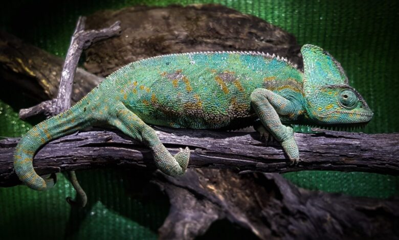 66 specimens of the Yemen chameleon located on Gran Canaria since 2017