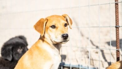A los animales en Espana se les otorga un nuevo