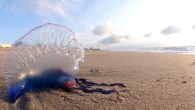 Increased Portuguese Man of War sightings on Gran Canaria’s north east beaches