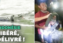 En Indonesia rescato a un cocodrilo con un neumatico atorado