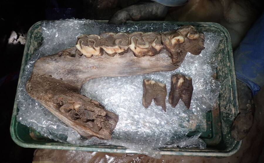 mandíbula de rinoceronte peludo