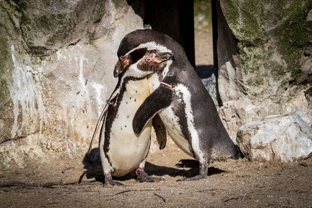Dos pingüinos de Humboldt machos se convierten en padres en el Zoológico de Syracuse de Nueva Gales del Sur