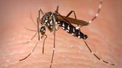 Vigilancia activa del virus Zika necesaria para prevenir futuros brotes