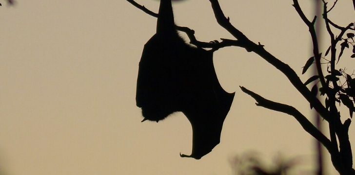silueta de un murciélago colgando de una rama