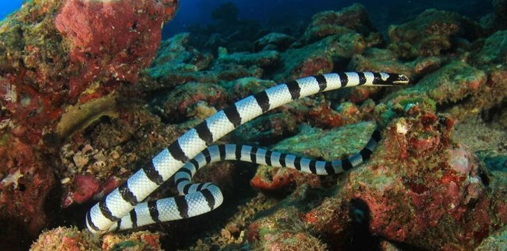 Serpientes marinas en aguas de Fiji