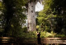 Cómo los maoríes intervinieron para salvar un árbol imponente vital para su identidad