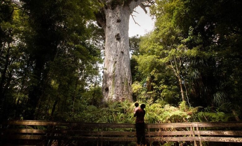 Cómo los maoríes intervinieron para salvar un árbol imponente vital para su identidad